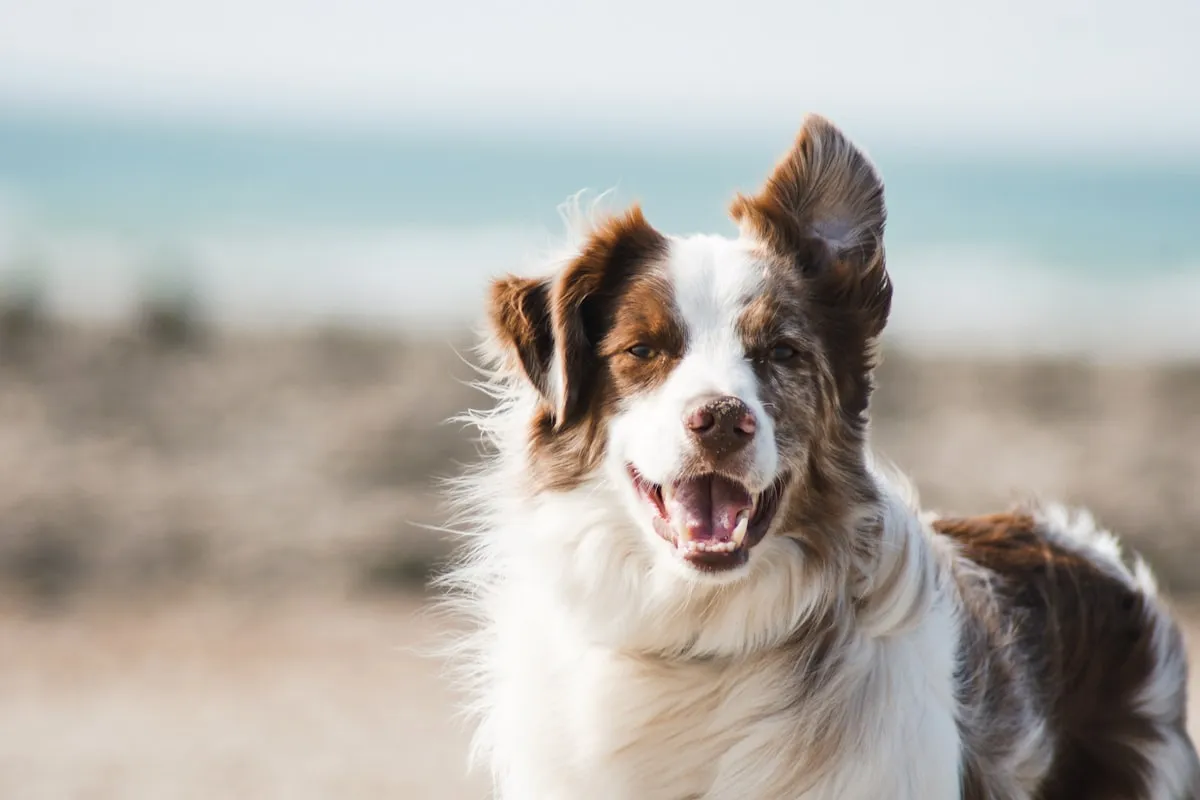 Pet Odor Removal from Artificial Turf: Henderson Pet Owner's Guide